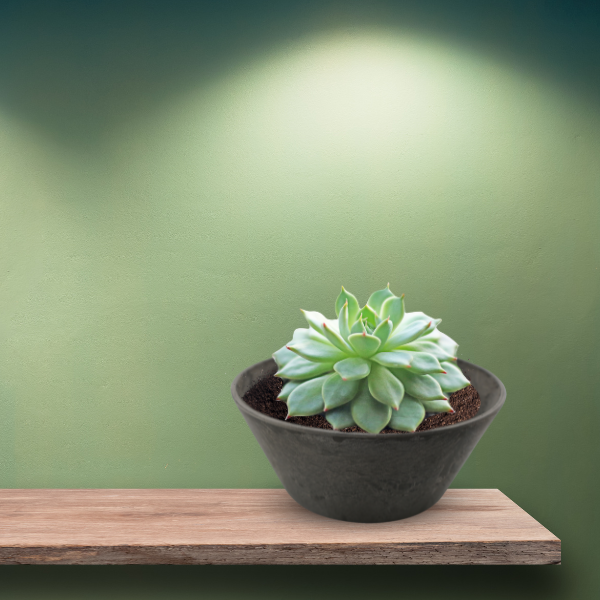 Artstone Mini Bowl Planter for Succulents 5" | Grey