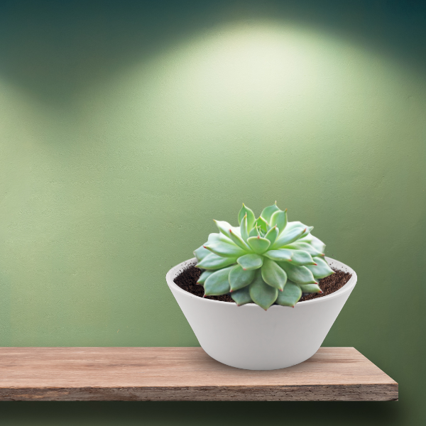 Artstone Mini Bowl Planter for Succulents 5" | White
