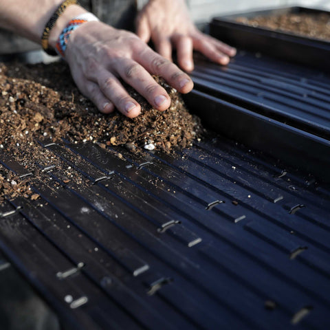 Bootstrap Farmer 1020 Shallow Extra Strength Microgreens Trays | With Holes