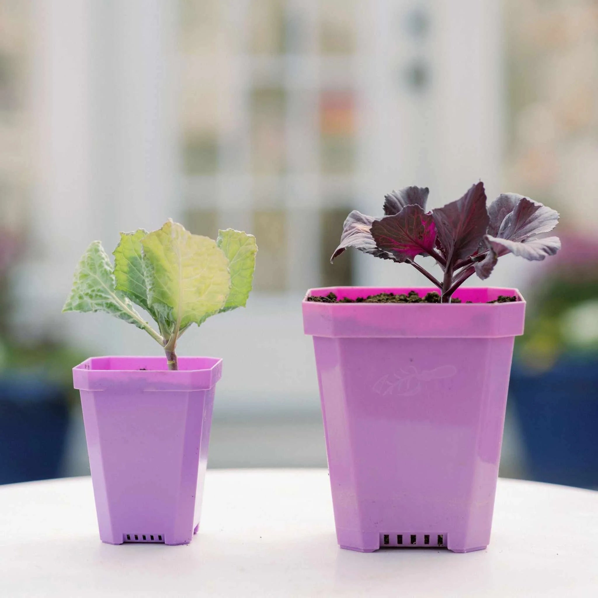 Bootstrap Farmer 3.3" Heavy Duty Seed Starting Pots | Assorted Colors