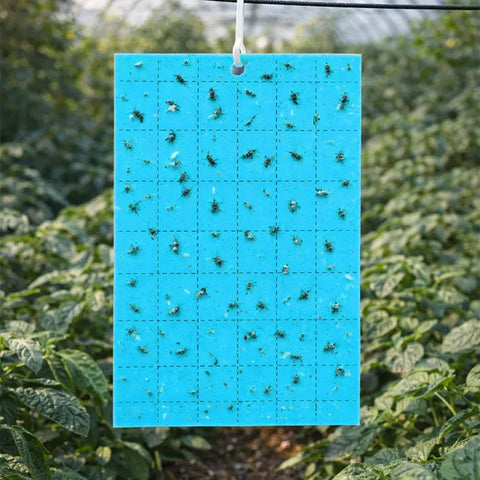 Grow1 Blue Sticky Card Traps 3 x 5-Inch, 10-Pack
