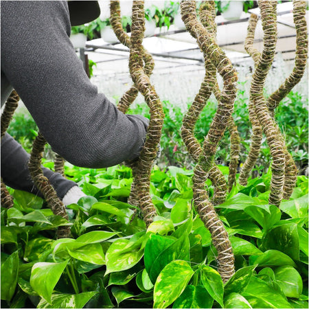 Mossify Thin Bendable 30" Moss Pole