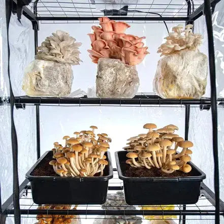 MycoMatic WIFI Controlled Automated Mushroom Grow Kit