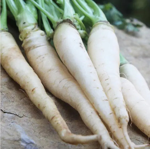 Seed Savers Exchange Carrot, Lunar White