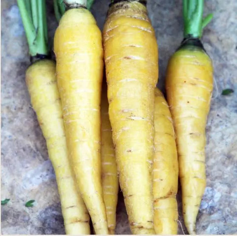 Seed Savers Exchange Carrot, Solar Yellow