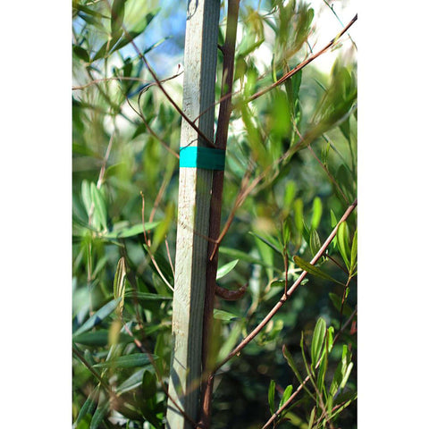 Bond 1150PDQ green garden tie tape, 1/2 inch x 150 feet, gallery image 5