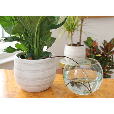 Blumat Classics Junior Automatic Watering Stakes | Pack of 3 Blumat