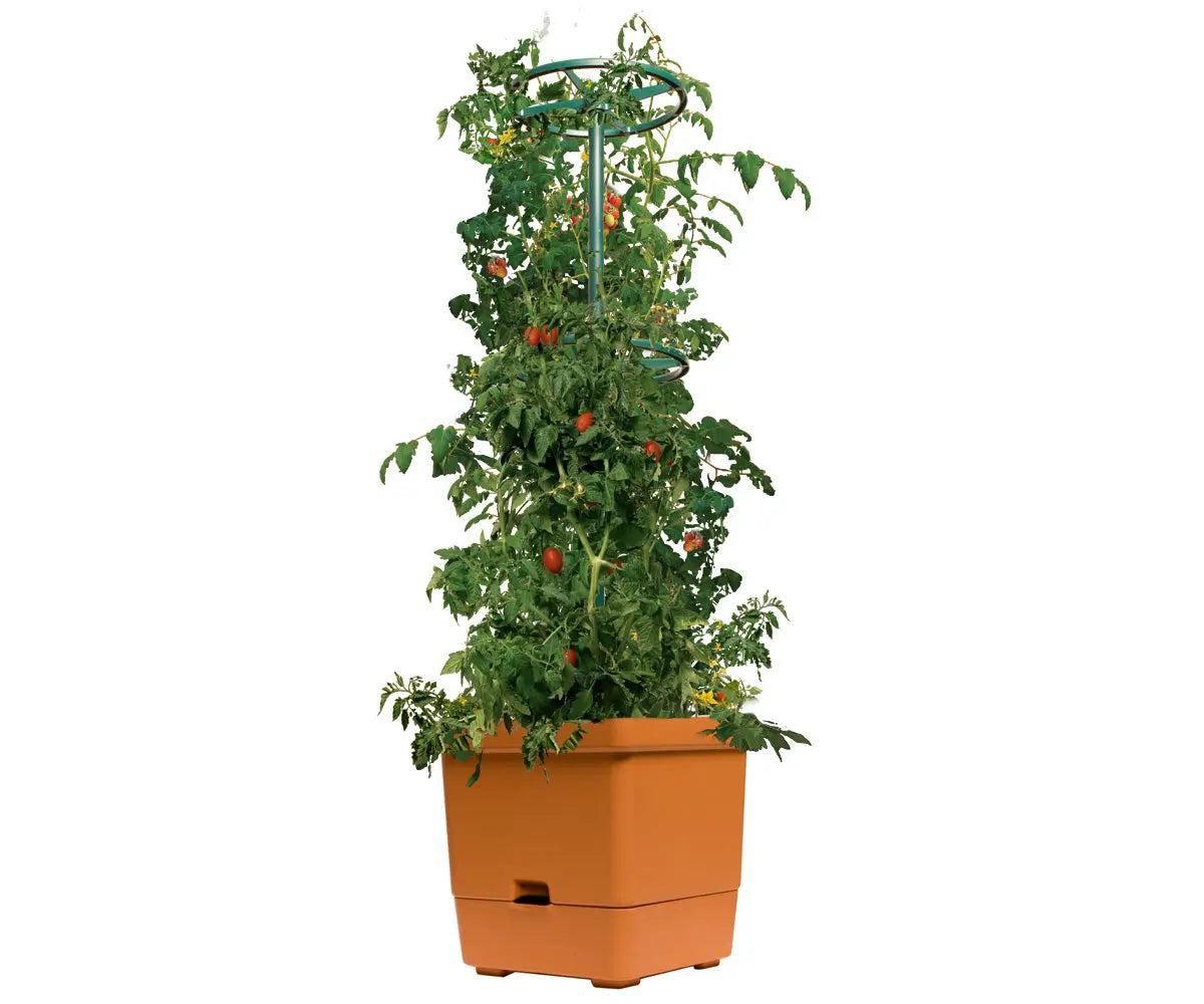 self watering pots for tomato plants Hydrofarm Tomato Tree w/ 3' Tower