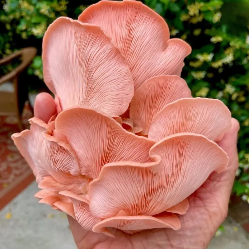 NORTH SPORE Pink Oyster ‘Spray & Grow’ Mushroom Growing Kit NORTH SPORE