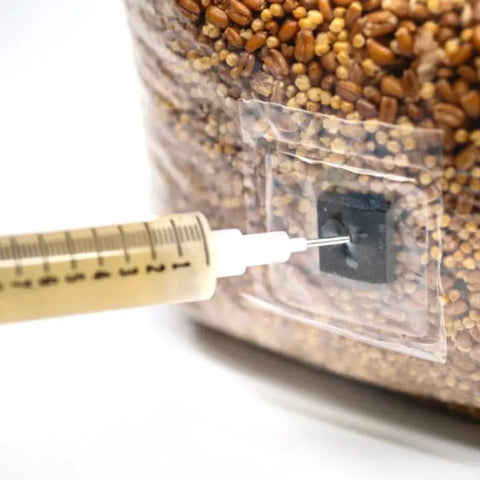 NORTH SPORE Shiitake Mushroom Liquid Culture Syringe NORTH SPORE