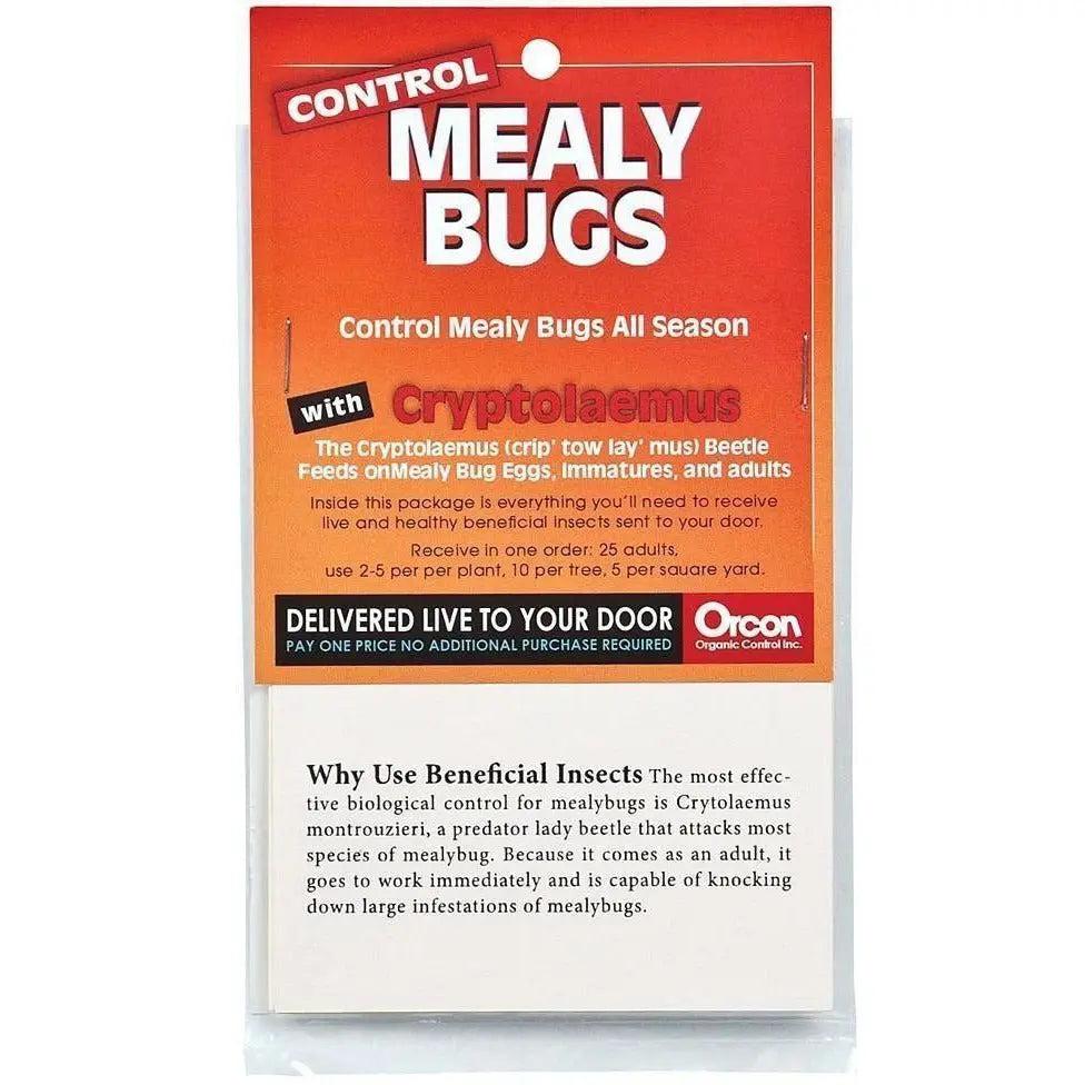 Orcon Cryptolaemus Pre-Paid Certificate, 25 Adults – GARDEN SUPPLY GUYS