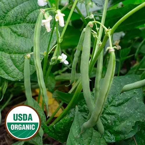 a bean plant produces a seed Seed Savers Organic Empress Bean