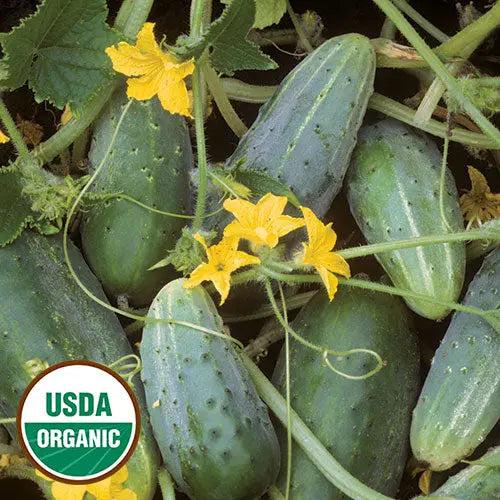 cucumber seeds or plants Seed Savers Cucumber