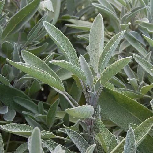 sage plant from seed Seed Savers Exchange Herb, Green Culinary Sage | In-Stock