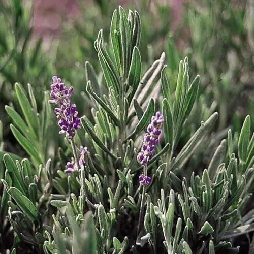 Seed Savers Herb