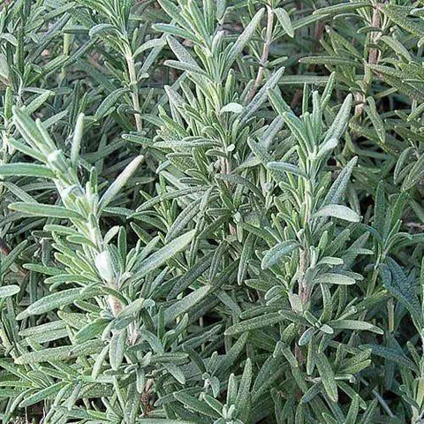 Seed Savers Exchange Herb, Rosemary Seed Savers Exchange