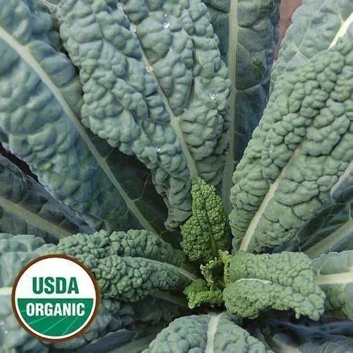 Seed Savers Exchange Kale, Lacinato (Organic) Seed Savers Exchange