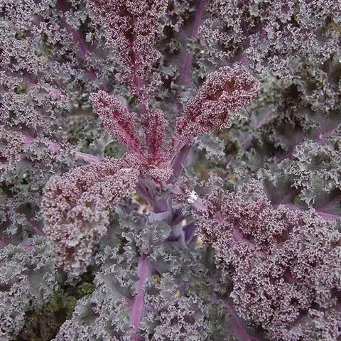 Seed Savers Exchange Kale, Scarlet Seed Savers Exchange