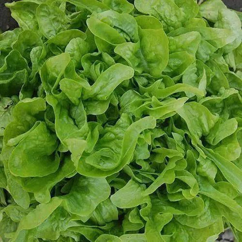 Seed Savers Exchange Lettuce, Baby Oakleaf Seed Savers Exchange