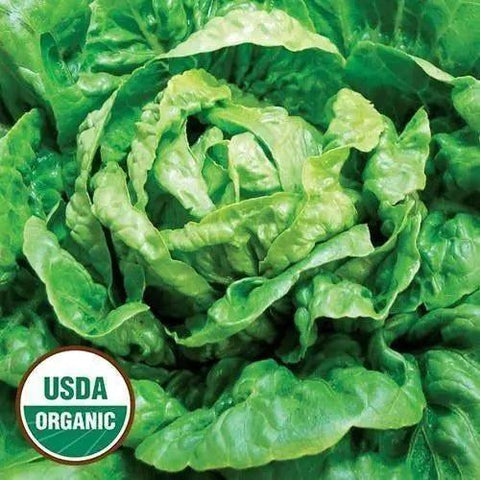 Seed Savers Exchange Lettuce, Winter Density (Organic) Seed Savers Exchange