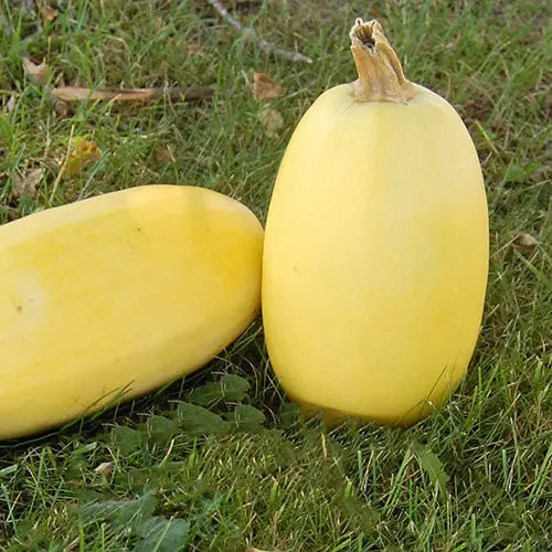 plant spaghetti squash seeds Seed Savers Exchange Squash, Spaghetti | In-Stock