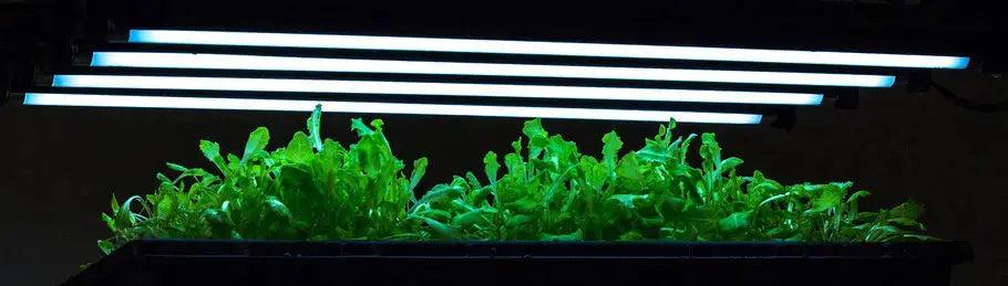 SunBlaster T5HO Vegetative 6400K Fluorescent Lamp, 18"