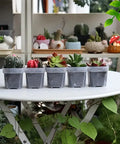 1.5" Square Propagation Seedling Plant Cup | 20 Pack