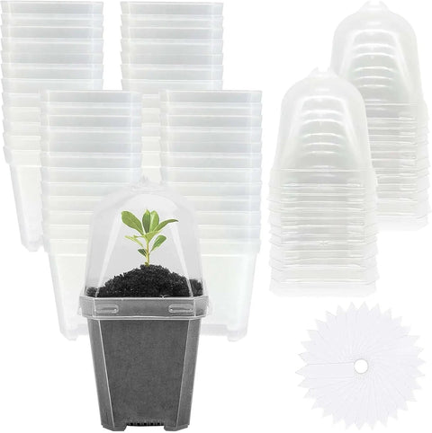 3" Plant Starter Clear Square Pot with Propagation Dome | 30 Pack