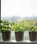 4" Seedling Plant Cup with Propagation Dome | 10 Pack