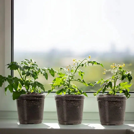 4" Seedling Plant Cup with Propagation Dome | 10 Pack