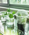 6.5" Seedling Plant Cup with Propagation Dome | 10 Pack