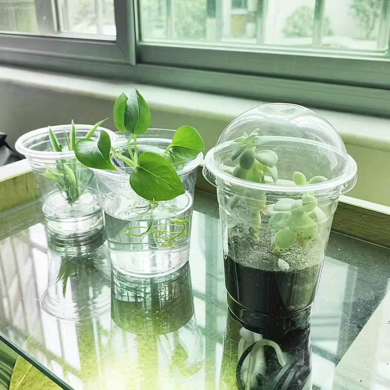 growing plants in plastic cups 6.5" Seedling Plant Cup with Propagation Dome | 10 Pack | In-Stock