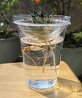 6.5" Seedling Plant Cup with Propagation Dome | 10 Pack