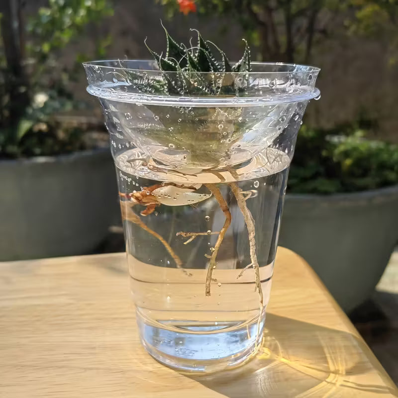 6.5" Seedling Plant Cup with Propagation Dome | 10 Pack