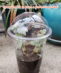 6.5" Seedling Plant Cup with Propagation Dome | 10 Pack