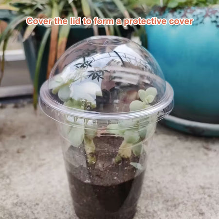 6.5" Seedling Plant Cup with Propagation Dome | 10 Pack