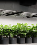 AC Infinity IONFRAME EVO8, Samsung LM301H EVO Commercial LED Grow Light 5x5, 730W