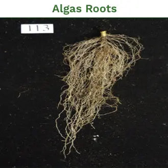 Algas Organics® Total Plant Tonic Sargassum Seaweed Concentrate