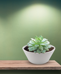 Artstone Mini Bowl Planter for Succulents 5" | White
