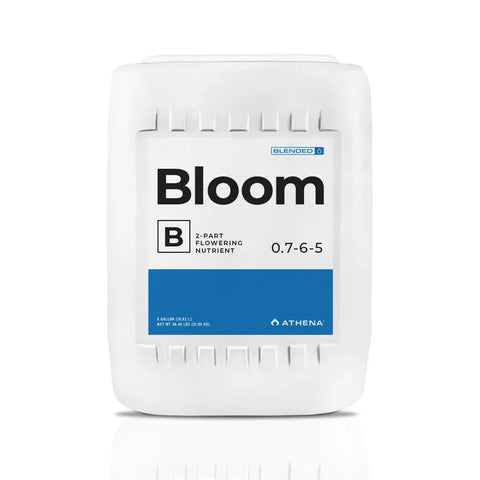 Athena® Blended Line, Bloom B