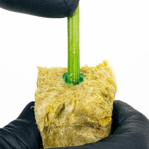 Athena® Blended Line, Cuts Rooting Gel