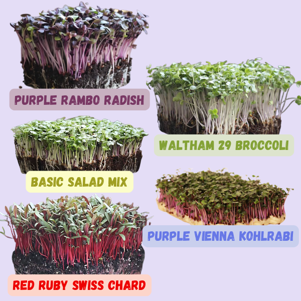 Beginner 5x5 Microgreens Kit – Grow Media, Single Set of Trays & 5 Seed Varieties