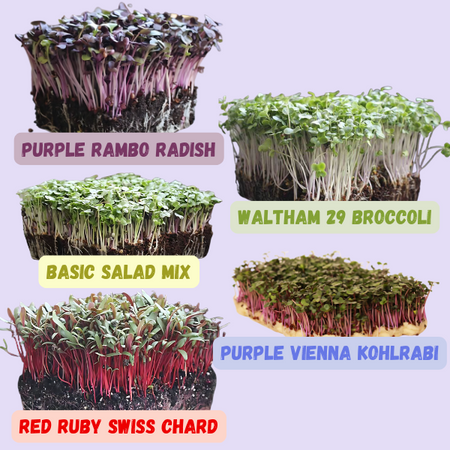 Beginner 5x5 Microgreens Kit – Grow Media, Single Set of Trays & 5 Seed Varieties