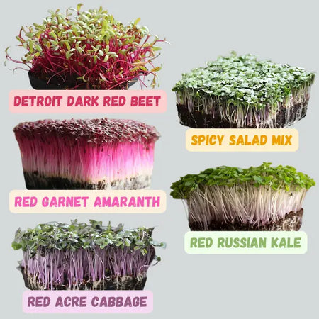 Beginner 5x5 Microgreens Kit – Grow Media, Single Set of Trays & 5 Seed Varieties
