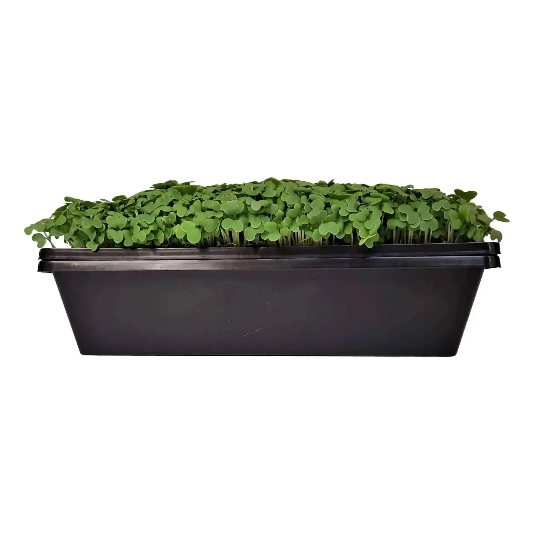seed planting flats Bootstrap Farmer 1010 Seed Starting Flats 2.5" Deep – GARDEN SUPPLY GUYS