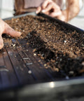 Bootstrap Farmer 1020 Shallow Extra Strength Microgreens Trays | With Holes