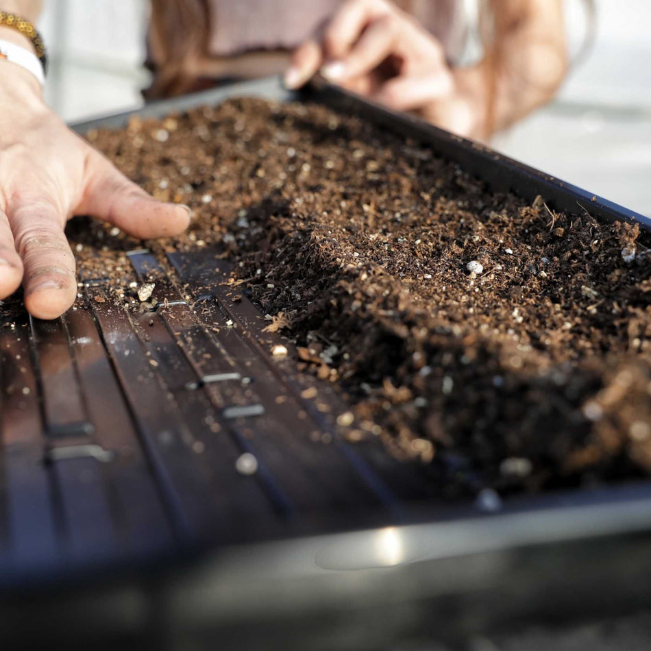 Bootstrap Farmer 1020 Shallow Extra Strength Microgreens Trays | With Holes