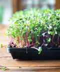 Bootstrap Farmer 1020 Shallow Extra Strength Microgreens Trays | With Holes