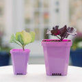 Bootstrap Farmer 3.3" Heavy Duty Seed Starting Pots | Assorted Colors