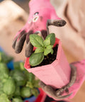 Bootstrap Farmer 3.3" Heavy Duty Seed Starting Pots | Assorted Colors